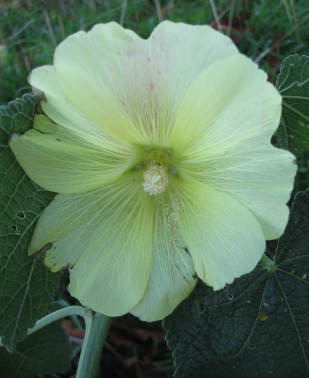 Изображение особи Alcea rugosa.