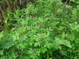 Vicia baicalensis. Цветущее растение. Иркутская обл., Шелеховский р-н, окр. пос. Большой Луг. 13.06.2014.