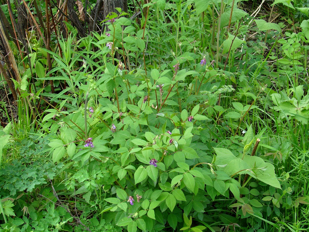 Image of Vicia baicalensis specimen.