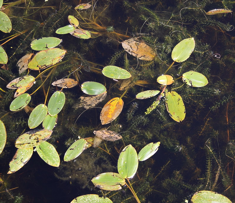 Image of Potamogeton natans specimen.