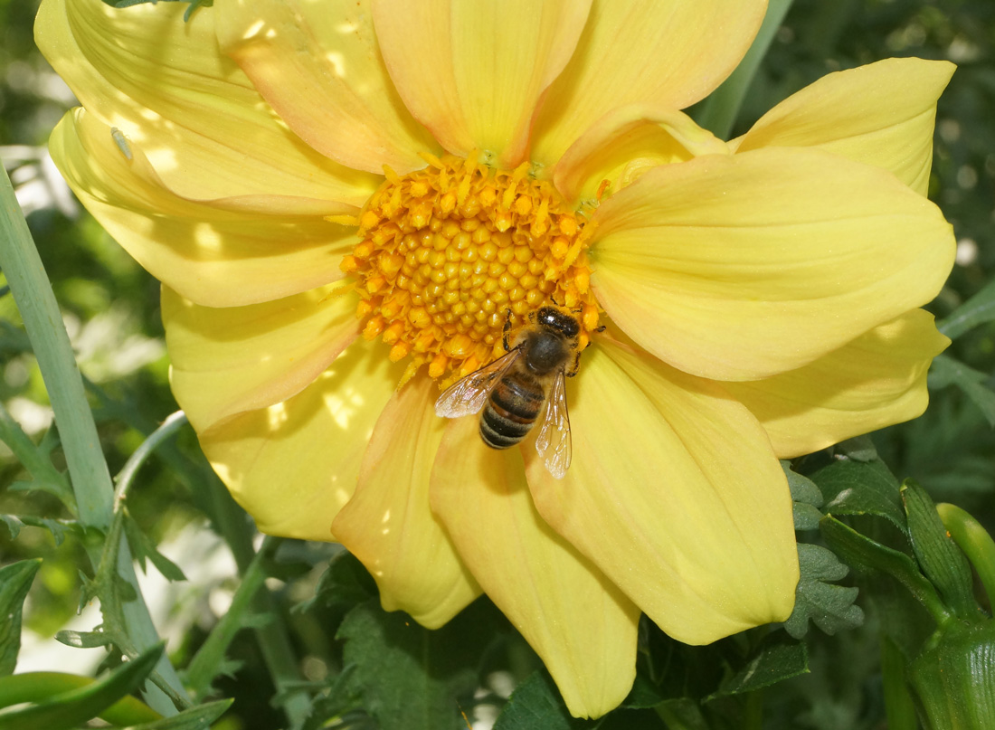 Изображение особи Dahlia pinnata.