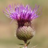 Cirsium serrulatum. Соцветие. Ростовская обл., Неклиновский р-н, Платовское с/п, дол. р. Мокрый Еланчик, на пойменном лугу. 25.08.2015.