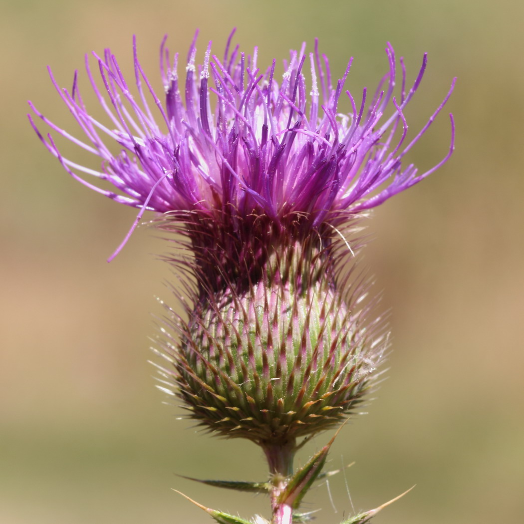 Изображение особи Cirsium serrulatum.