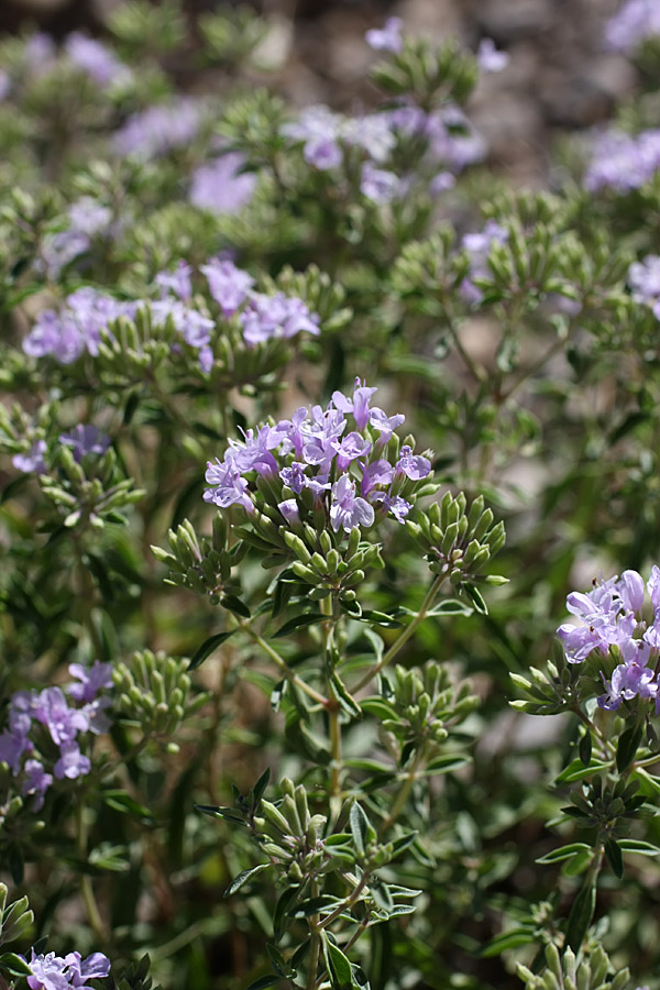 Изображение особи Ziziphora clinopodioides.