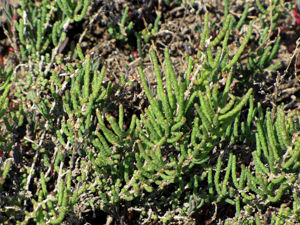 Image of Halocnemum strobilaceum specimen.