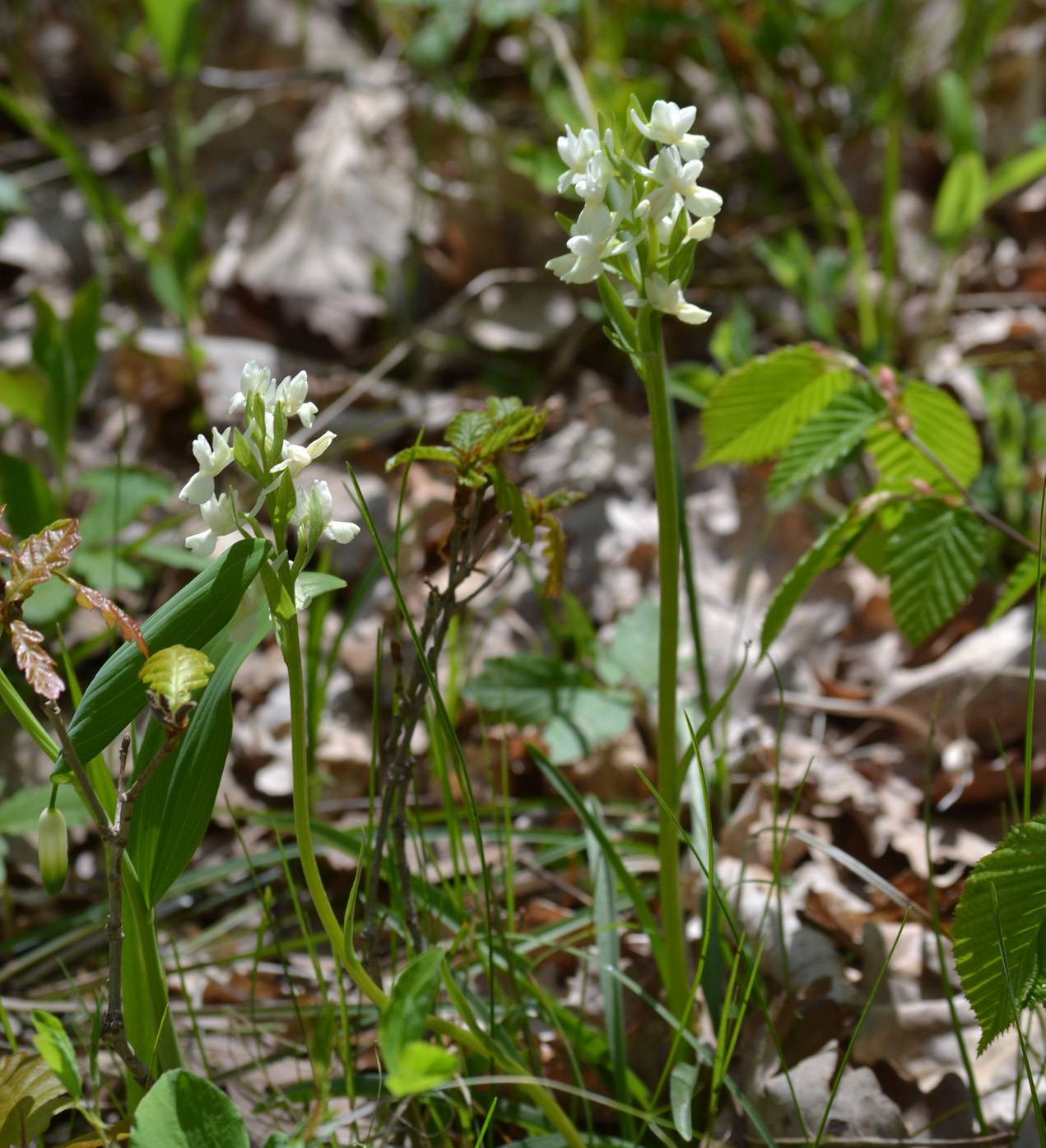 Image of Dactylorhiza romana specimen.