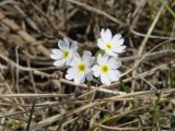 Primula farinosa. Соцветие. Иркутская обл., Усть-Ордынский р-н, долина р. Куда. 16.05.2014.