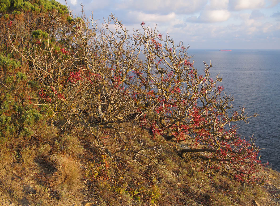 Image of Pistacia mutica specimen.