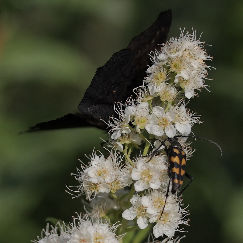 Изображение особи Spiraea salicifolia.