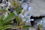 Gentiana olgae Regel & Schmalh. × Gentiana kirilowii Turcz.