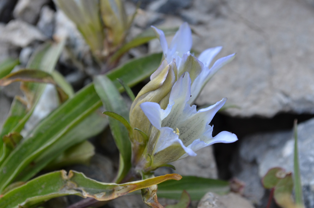 Image of genus Gentiana specimen.