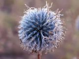 Echinops chantavicus