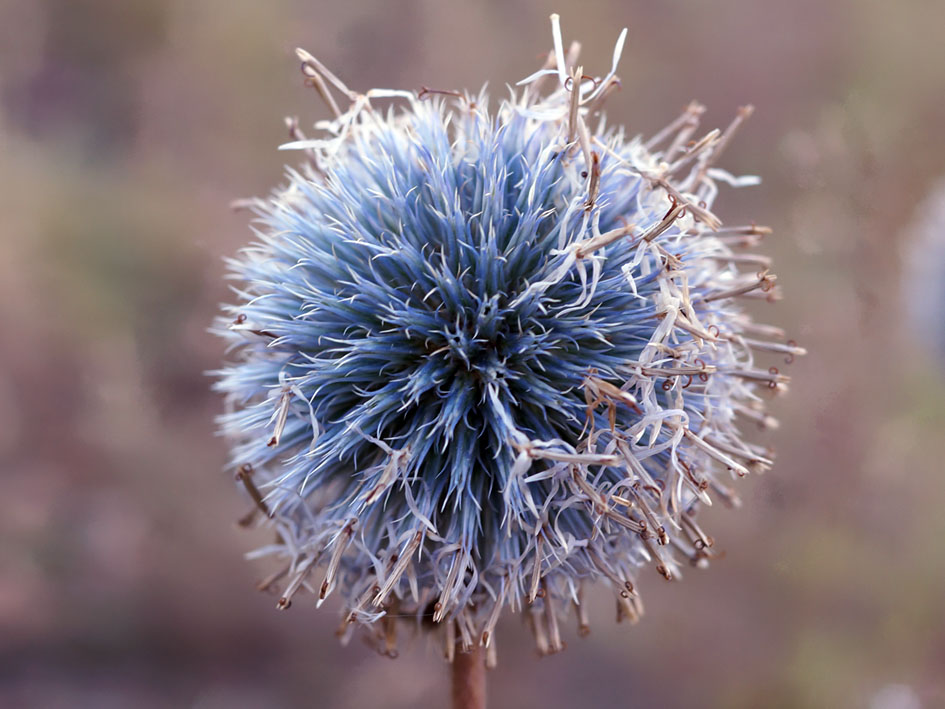 Image of Echinops chantavicus specimen.