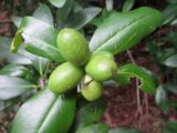 Acokanthera oblongifolia