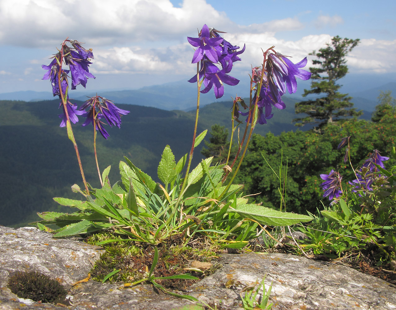 Изображение особи Campanula woronowii.