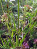 Silene amoena