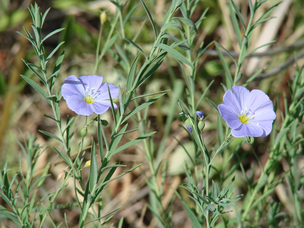 Изображение особи Linum perenne.