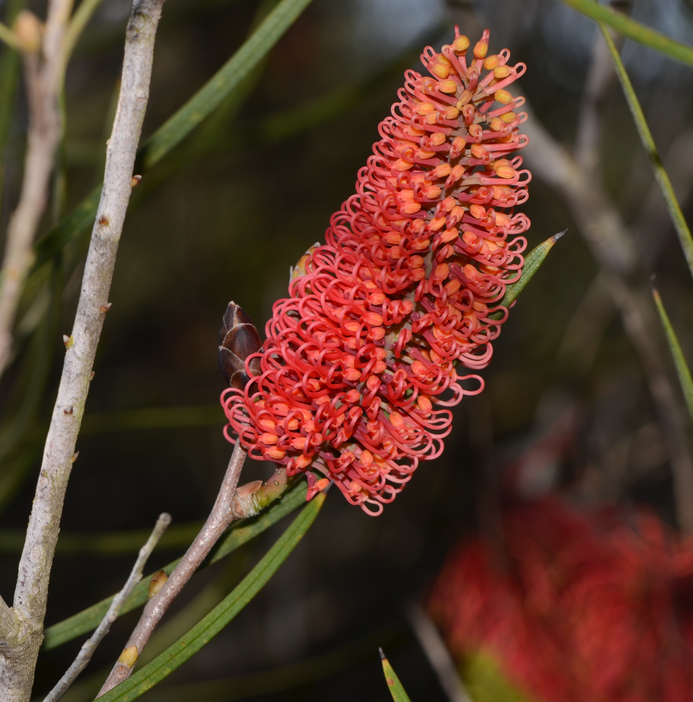 Image of Hakea bucculenta specimen.