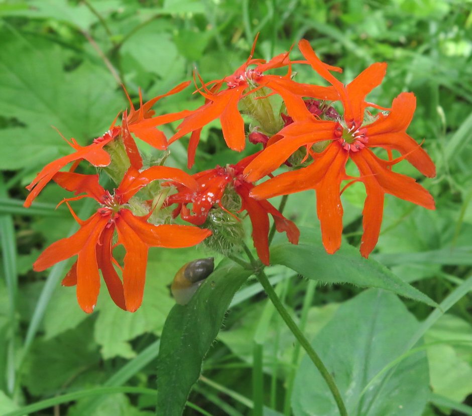 Изображение особи Lychnis fulgens.