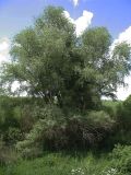 Salix alba. Взрослое дерево. Белгородская обл., Старооскольский р-н, у зап. «Белогорье», Ямская степь, берег водоёма. 13 июня 2009 г.