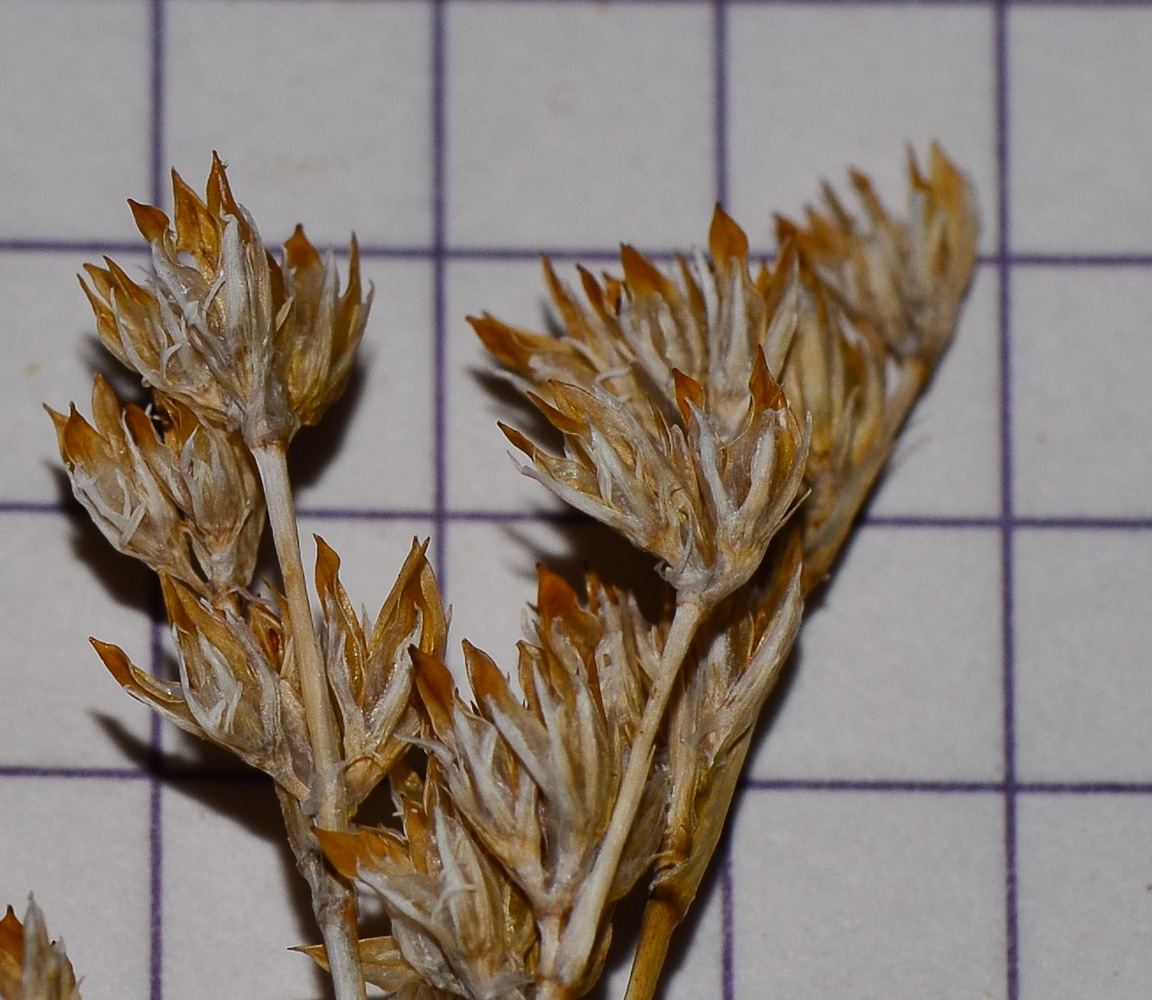 Изображение особи Juncus arabicus.