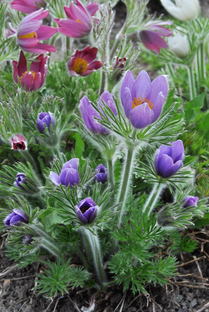 Изображение особи Pulsatilla vulgaris.