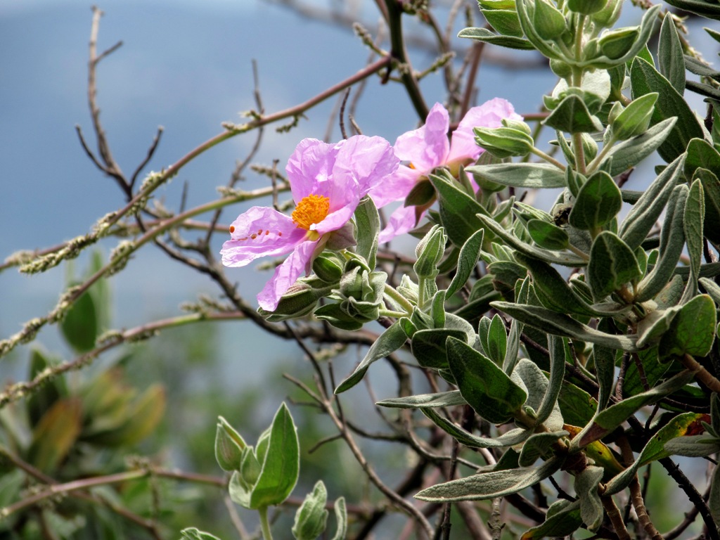 Image of Cistus albidus specimen.