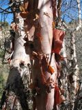 Betula turkestanica. Кора ствола. Южный Казахстан, Таласский Алатау, запов. Аксу-Жабаглы, ущ. Кши-Каинды, 1800 м н.у.м. 15 апреля 2016 г.