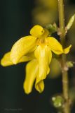 род Forsythia