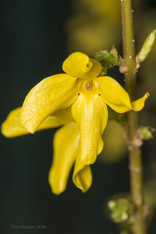 Изображение особи род Forsythia.