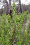 Erica arborea