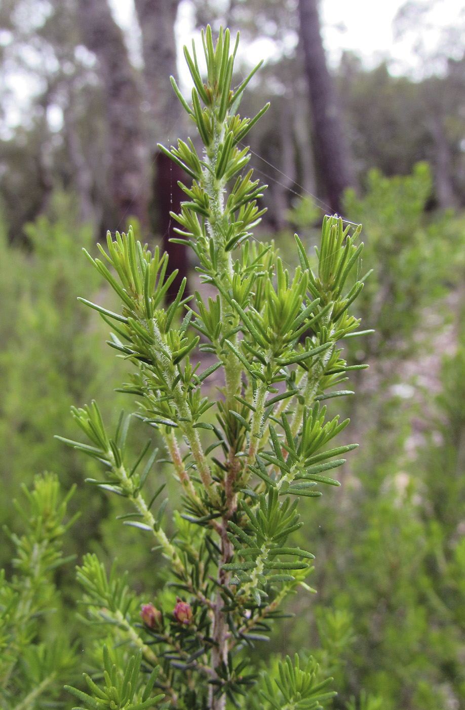 Image of Erica arborea specimen.