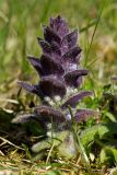 Ajuga pyramidalis. Цветущее растение. Финляндия, Хельсинки, Халтиала, низкотравный луг на пологом склоне северо-западной экспозиции. 20 мая 2016 г.