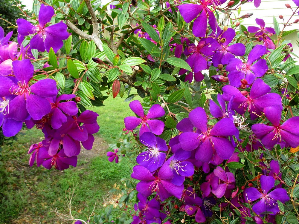 Изображение особи Tibouchina lepidota.