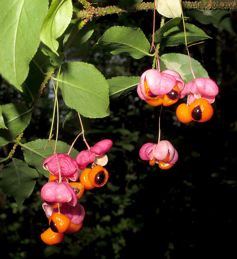 Изображение особи Euonymus verrucosus.