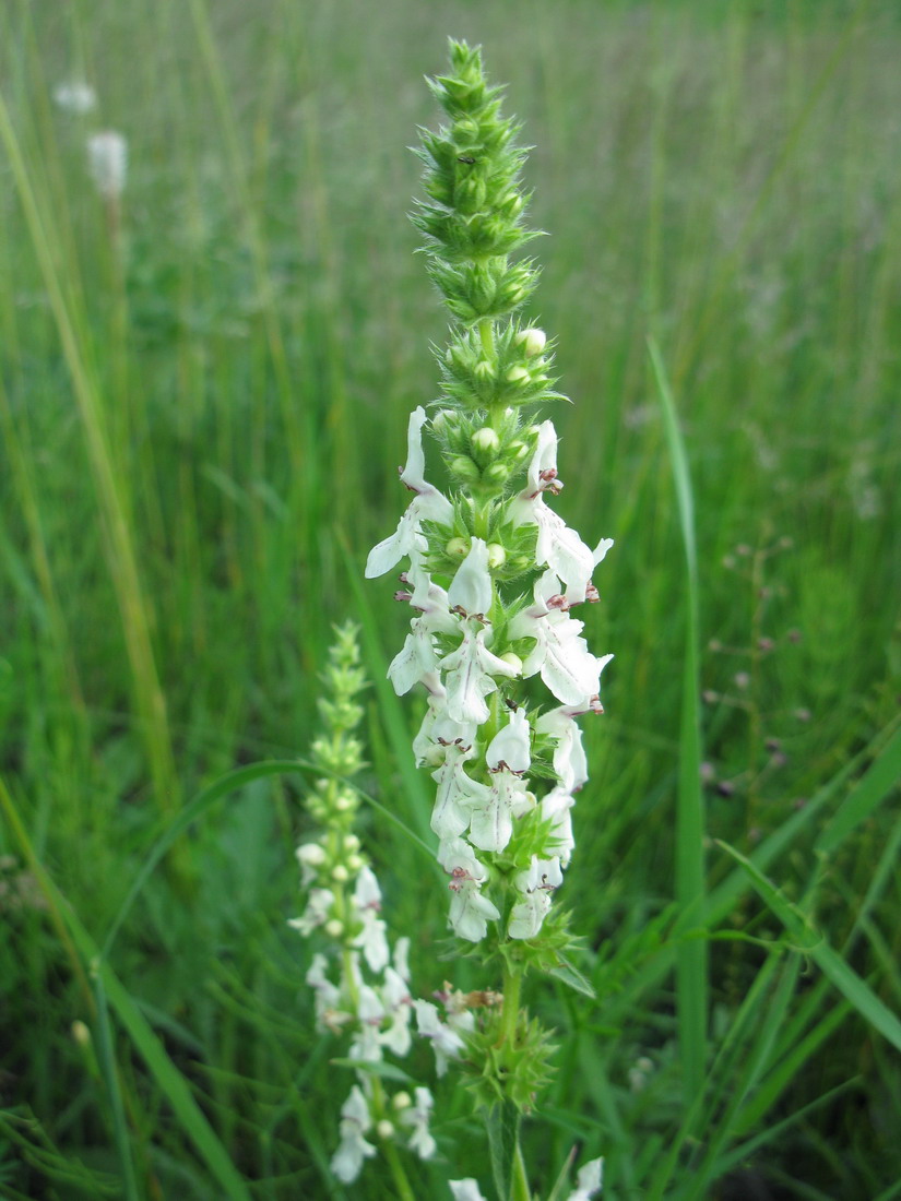 Изображение особи Stachys recta.