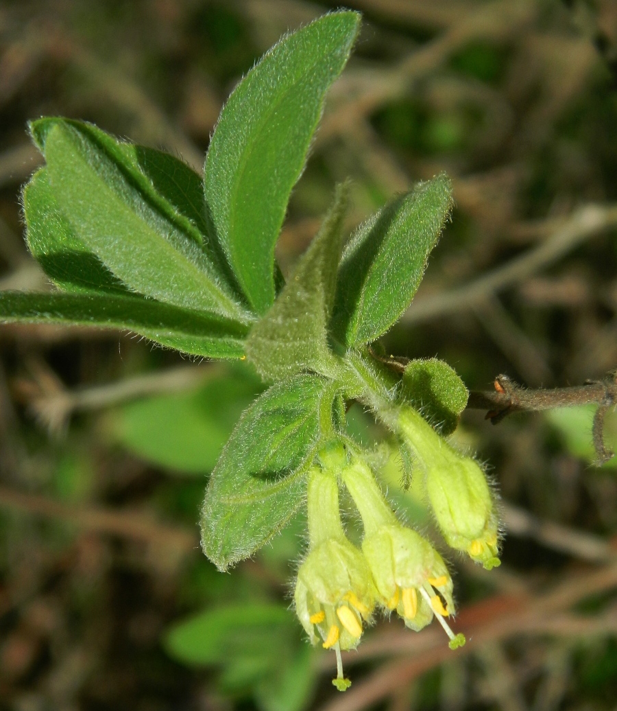 Image of Lonicera caerulea specimen.