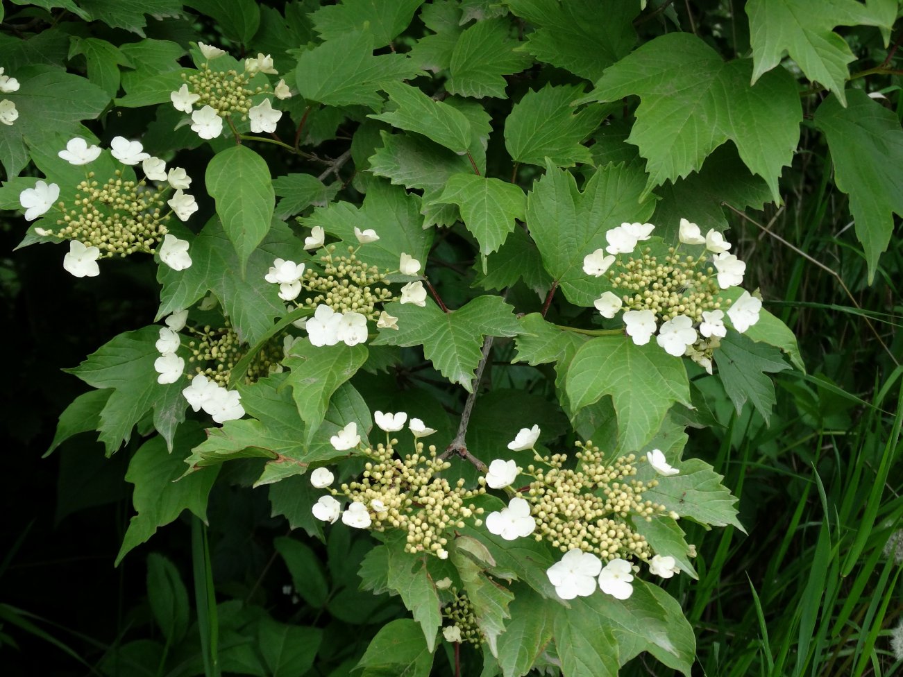 Изображение особи Viburnum sargentii.