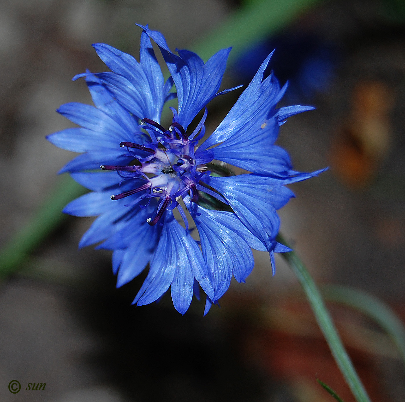 Изображение особи Centaurea cyanus.