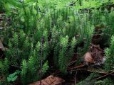 Lycopodium annotinum. Вегетирующие растения. Приморье, Партизанский р-н, окр. урочища Большой Липовый, у таежного ключа. 19.06.2016.