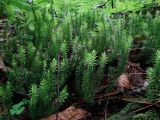 Lycopodium annotinum. Вегетирующие растения. Приморье, Партизанский р-н, окр. урочища Большой Липовый, у таежного ключа. 19.06.2016.