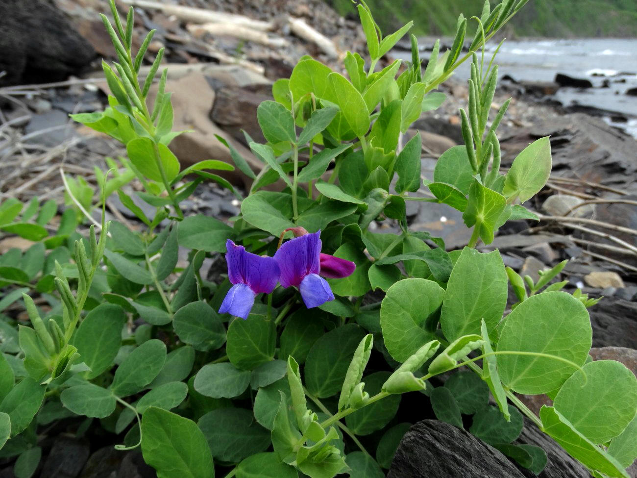 Изображение особи Lathyrus japonicus.