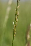 Festuca pratensis