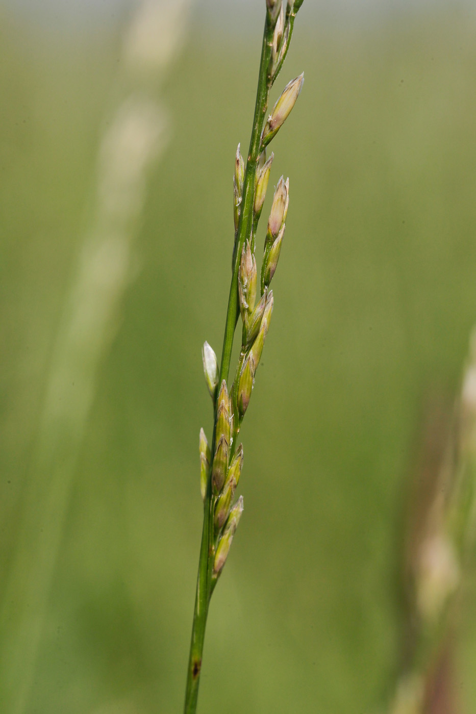 Изображение особи Festuca pratensis.