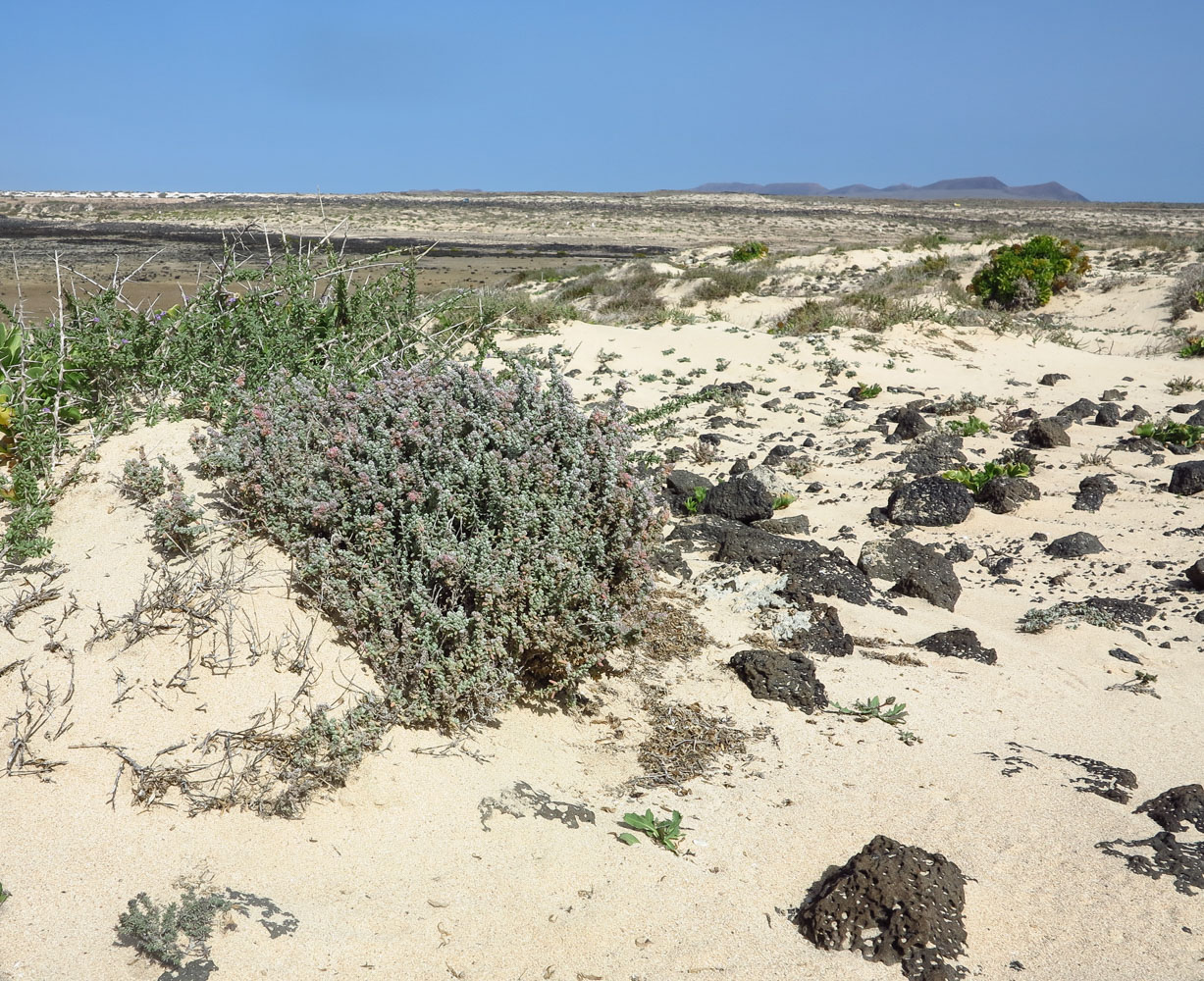 Image of Bassia tomentosa specimen.