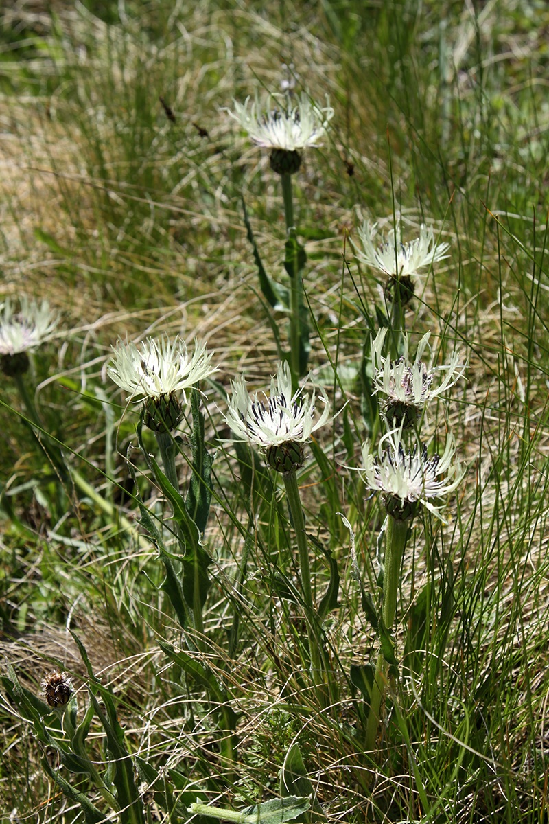 Изображение особи Centaurea cheiranthifolia.