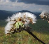 Crepis pannonica. Соплодие. Краснодарский край, м/о г. Геленджик, хр. Маркотх, гора Иорданова, выс. ≈ 650 м н.у.м., горный луг. 23.07.2016.