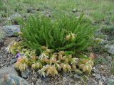 Oxytropis trichophysa