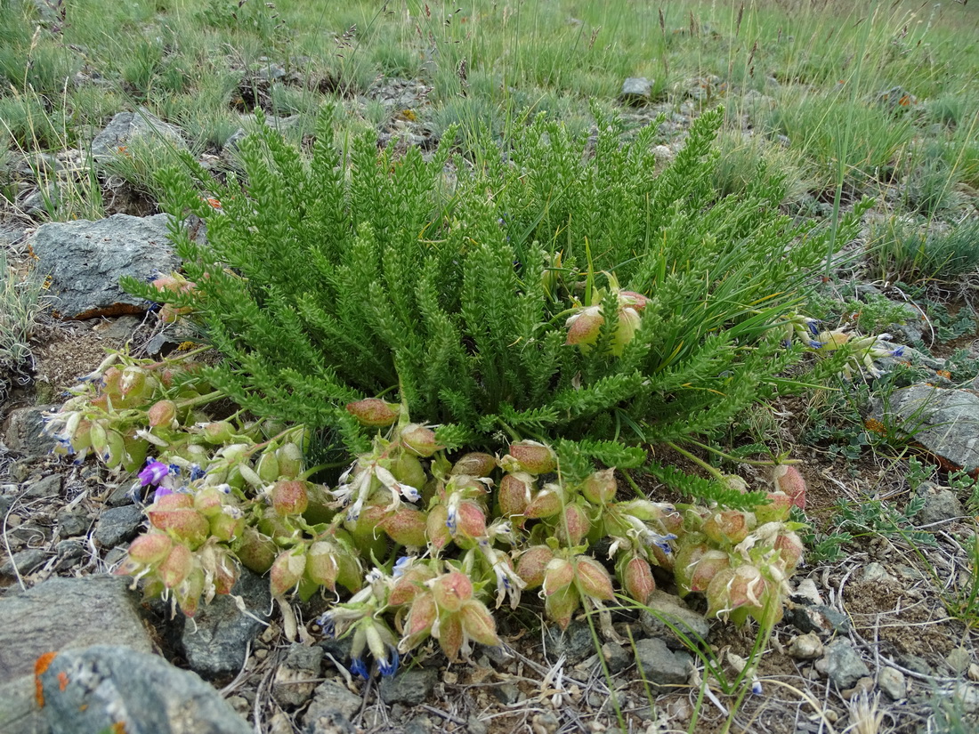 Image of Oxytropis trichophysa specimen.