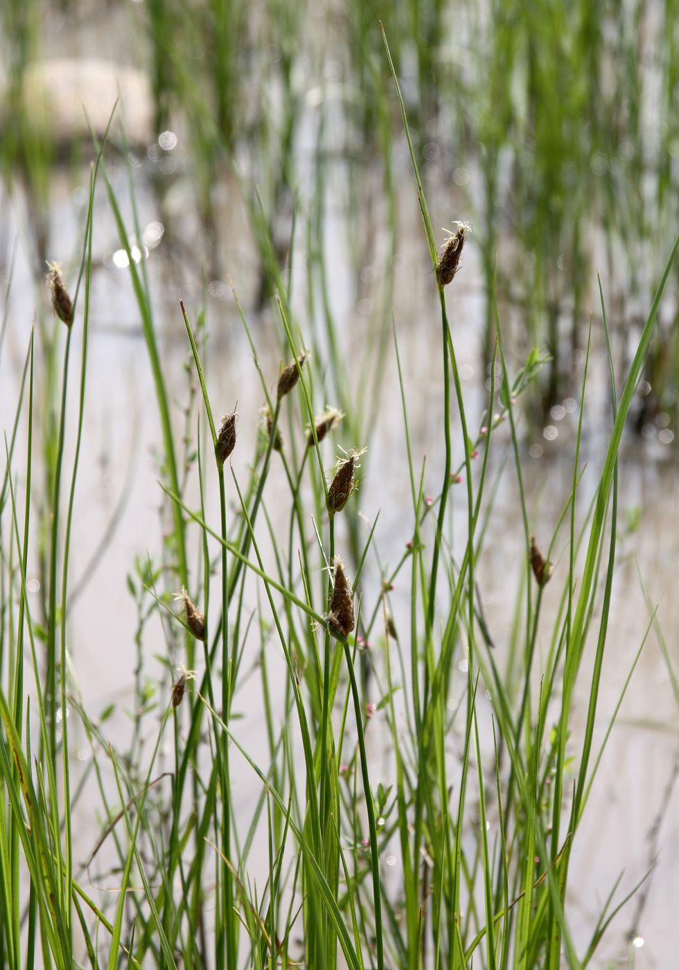 Изображение особи Bolboschoenus planiculmis.